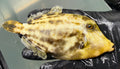 Orange Spot Filefish