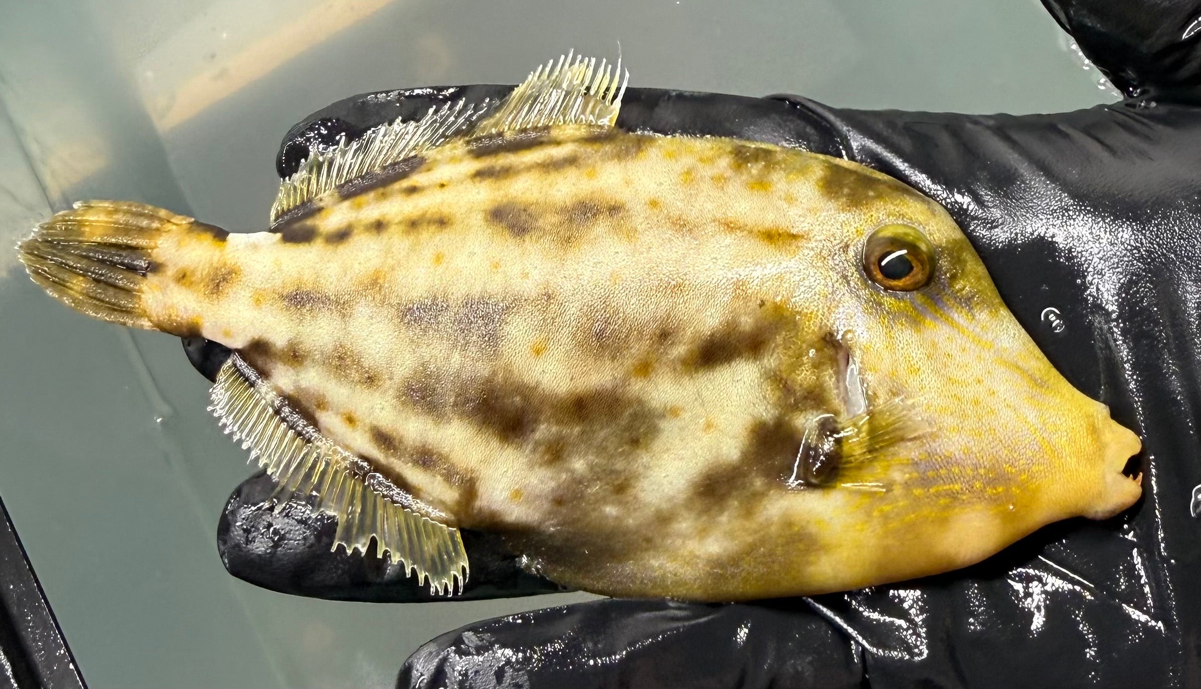 Orange Spot Filefish