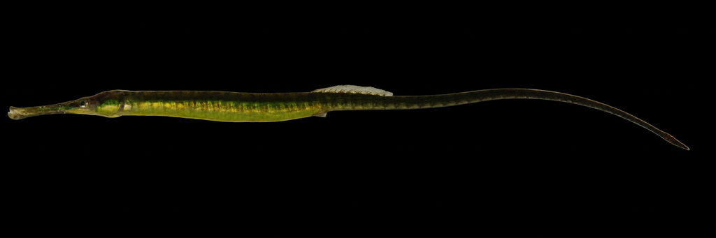 Northern pipefish