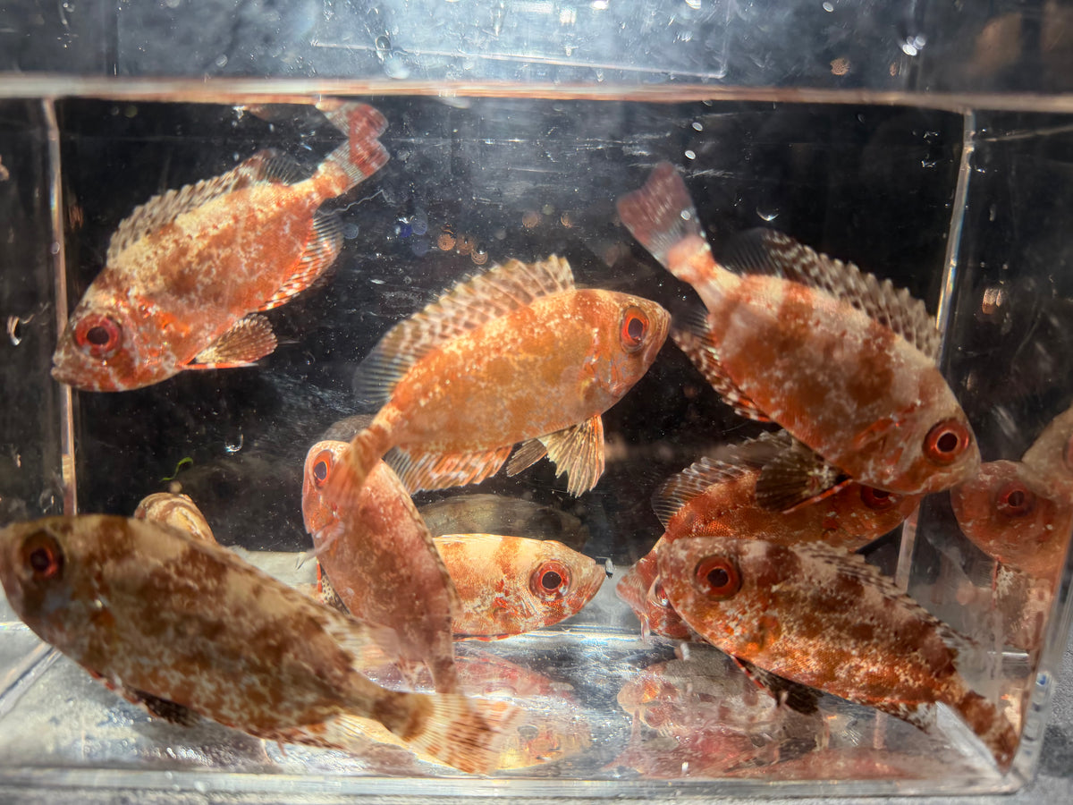 Glasseye Snapper