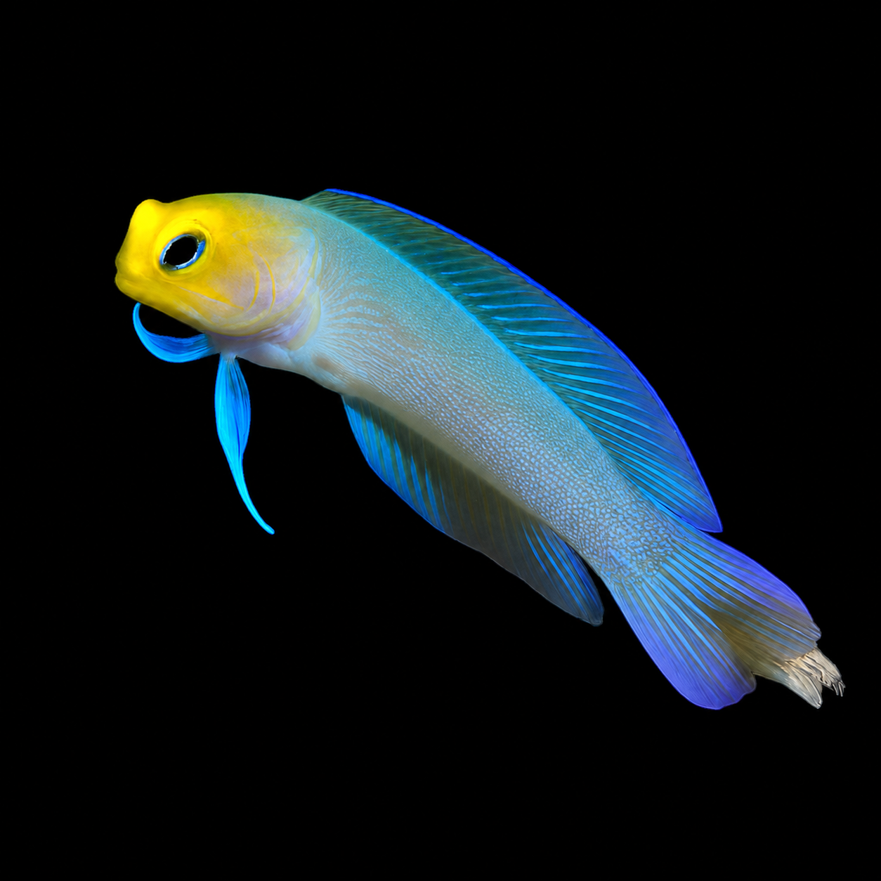Yellowhead (Pearly) Jawfish
