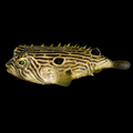 Spiny Box Puffer