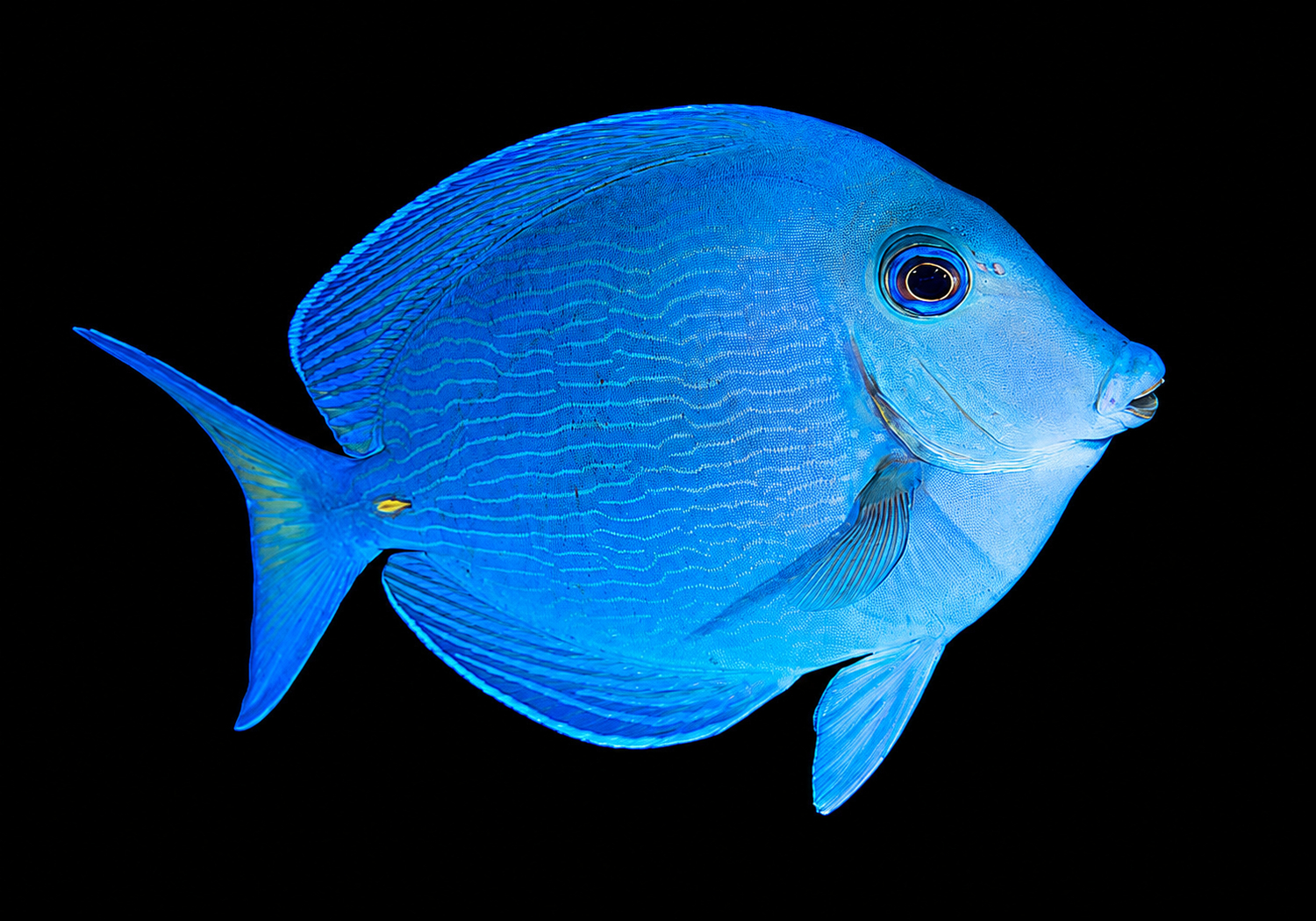 Atlantic Blue Tang