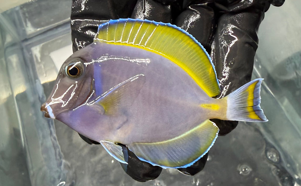 Hybrid Powder Blue Tang