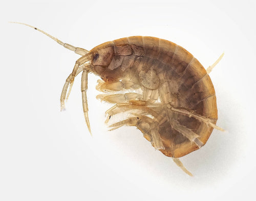 Amphipods