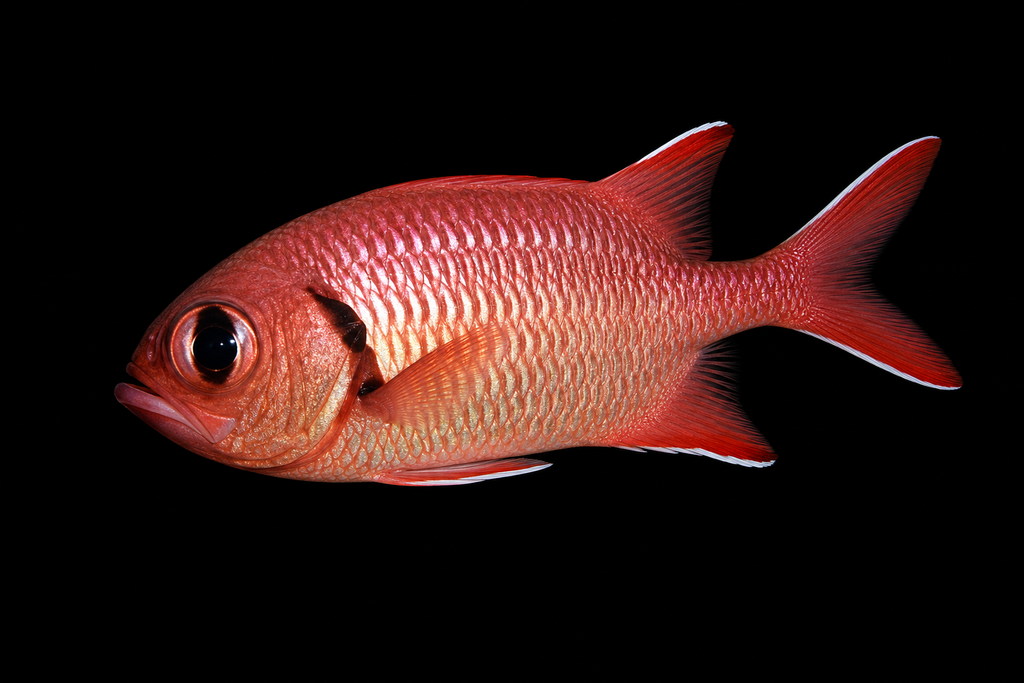 Bigeye Soldier Squirrelfish