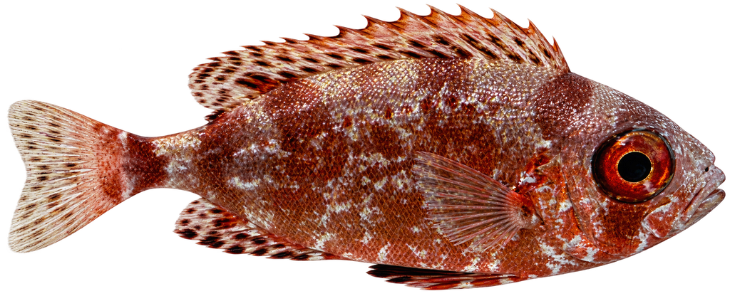 Glasseye Snapper