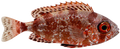 Glasseye Snapper
