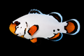 Snowflake Clown