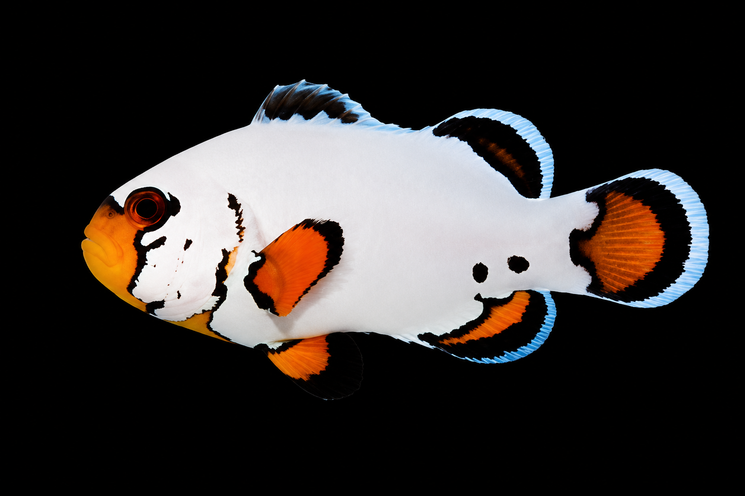 Snowflake Clown