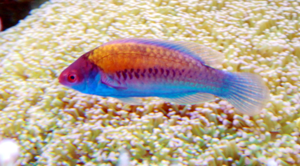 Blueside wrasse