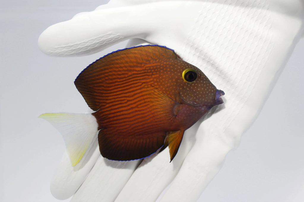 White Tail Bristletooth Tang
