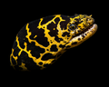 Chain Link Moray