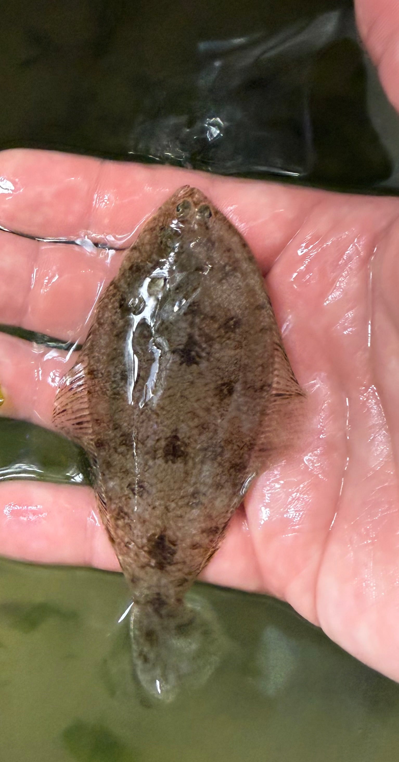 Flounder