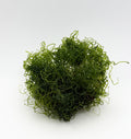 Chaeto