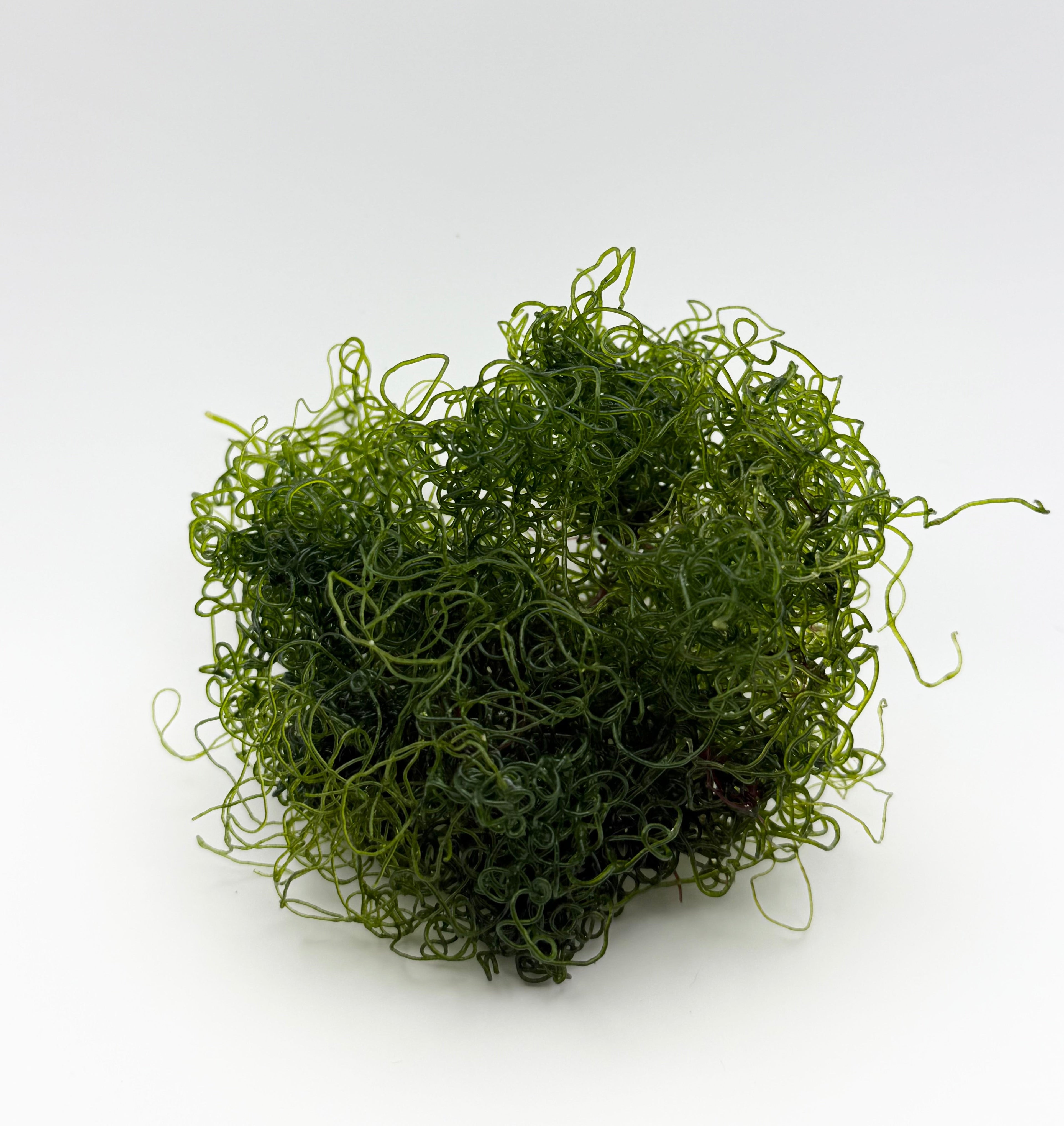 Chaeto