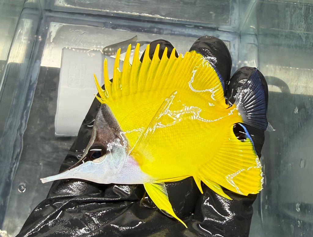 Yellow Longnose Butterfly