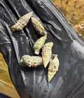 Cerith Snail