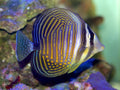 Desjardinii Sailfin Tang