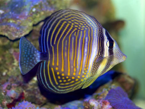 Desjardinii Sailfin Tang