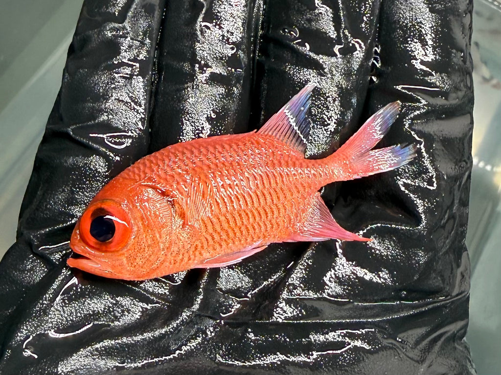 Bigeye Soldier Squirrelfish