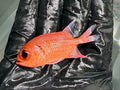 Bigeye Soldier Squirrelfish
