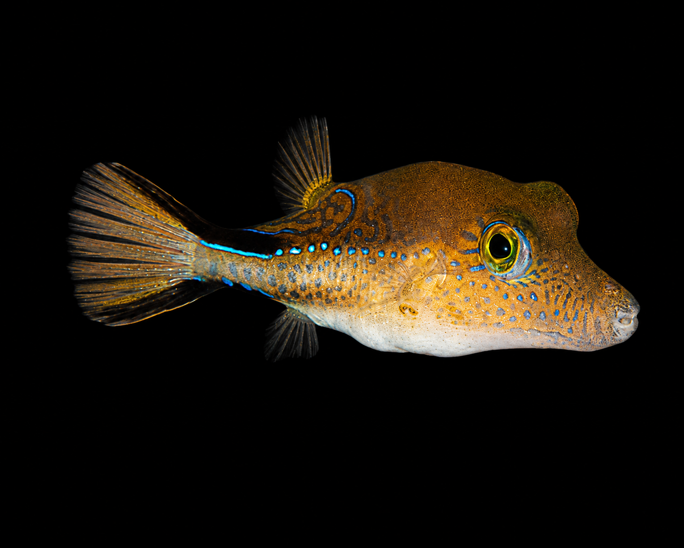 Sharpnose Puffer