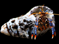Blue Leg Hermit Crab