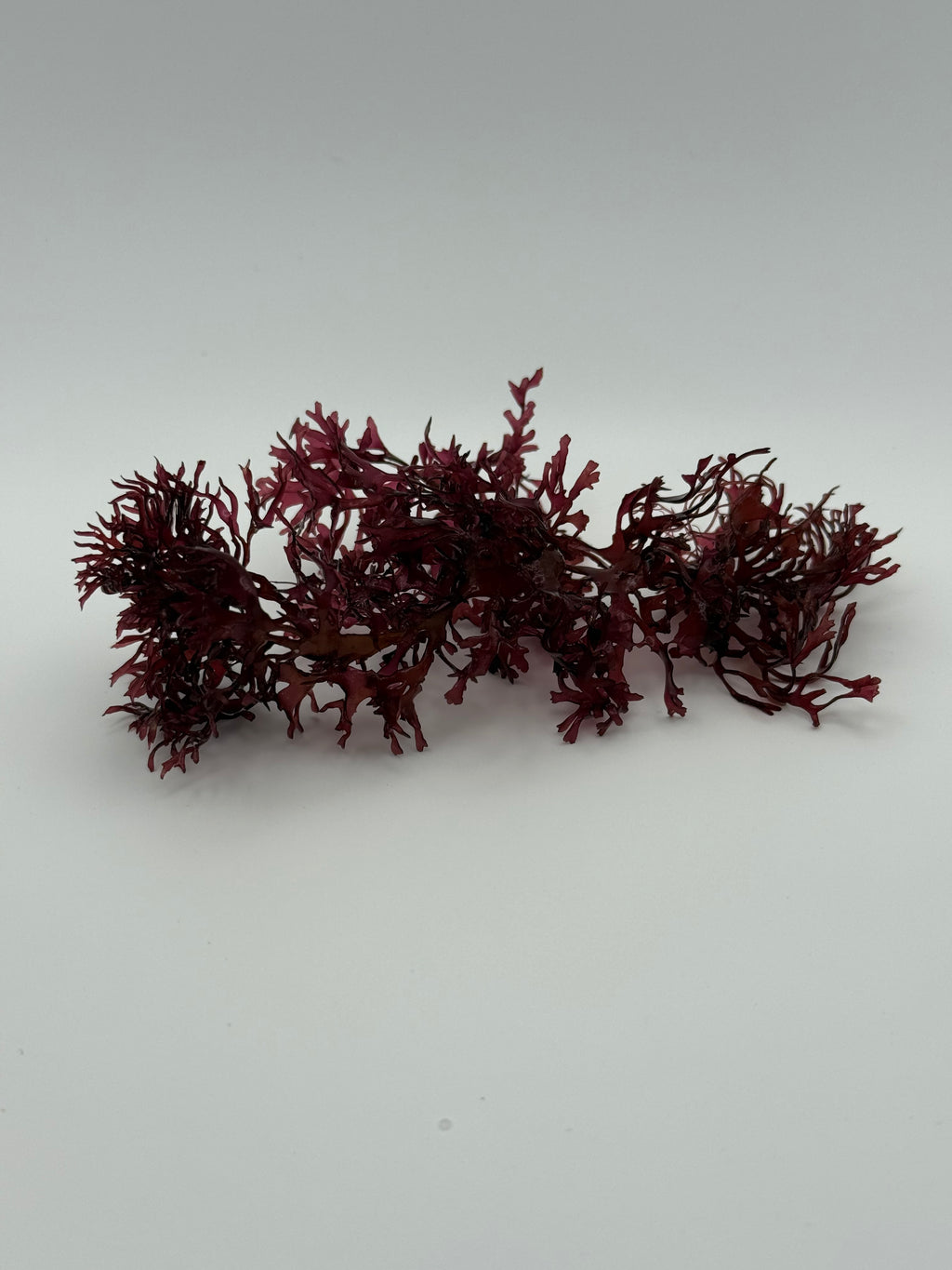 Pom Pom