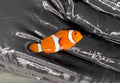 Ocellaris Clownfish