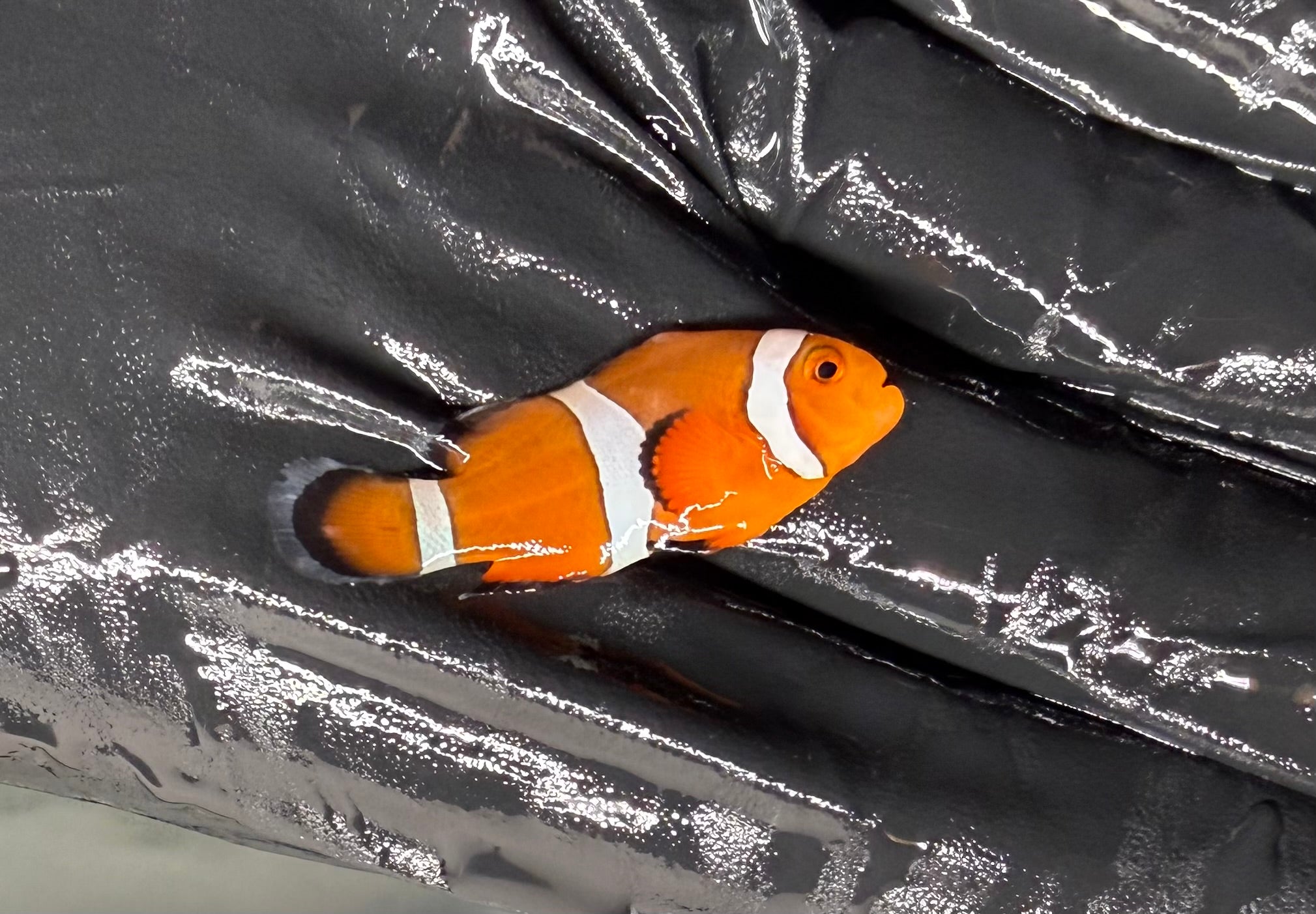 Ocellaris Clownfish