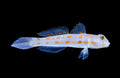 Diamond Goby