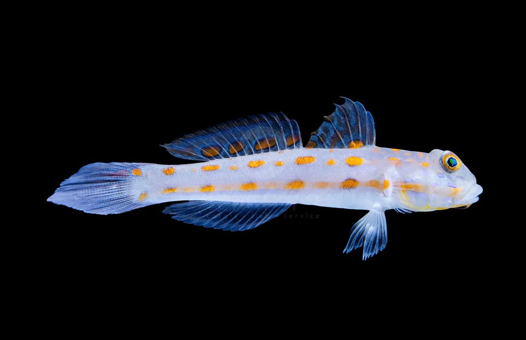 Diamond Goby