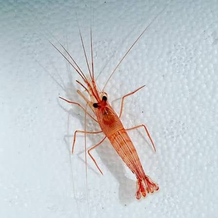 Peppermint Shrimp