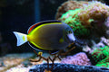 Powder Brown Tang