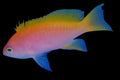 Bimaculatus Anthias: Female