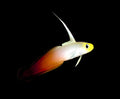 Firefish Goby