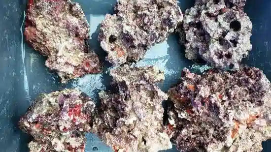Florida Live Rock
