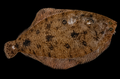 Flounder