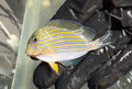 Clown Tang