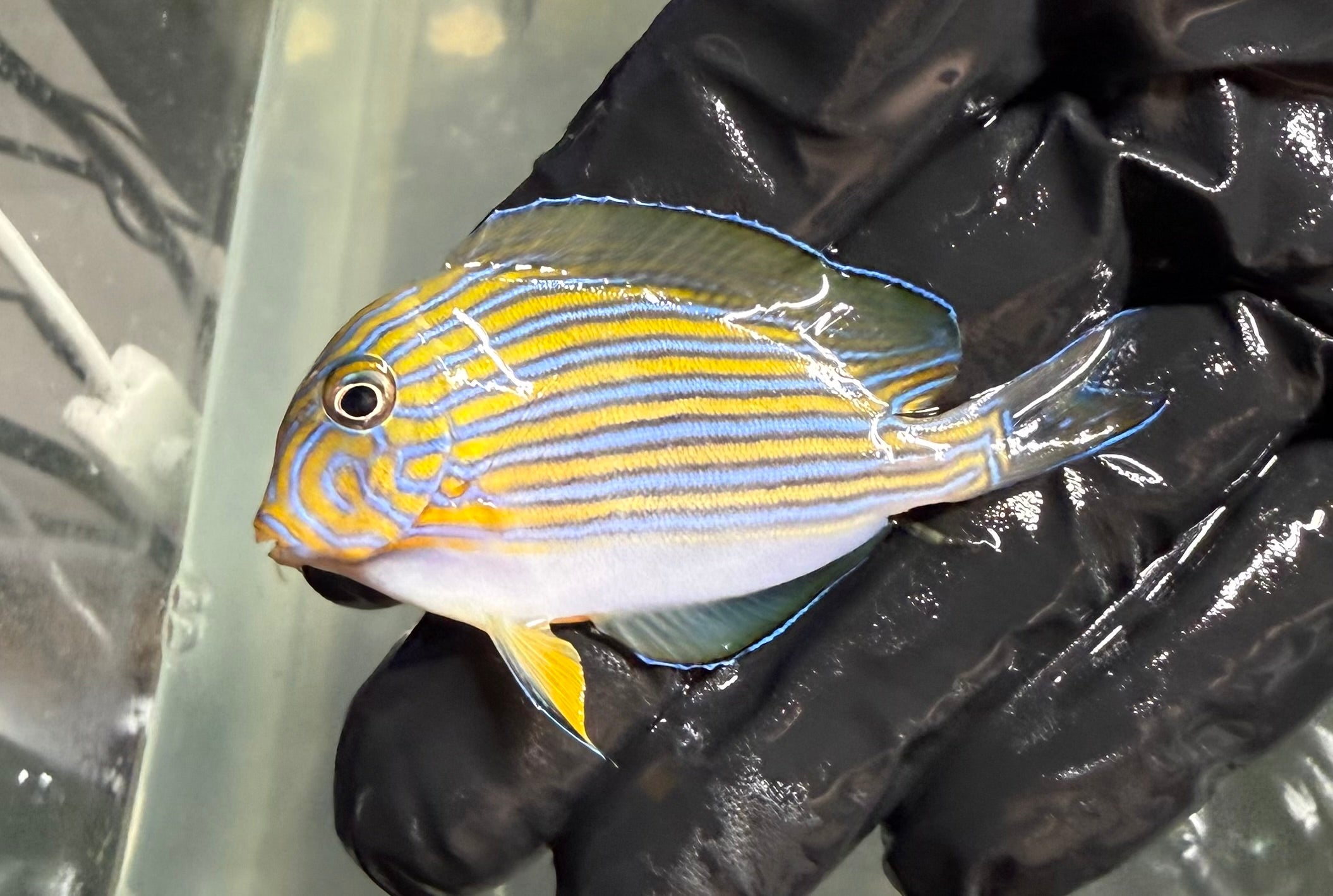 Clown Tang