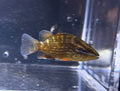 Juv. Mangrove snapper