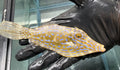 Blue Scrawled Filefish