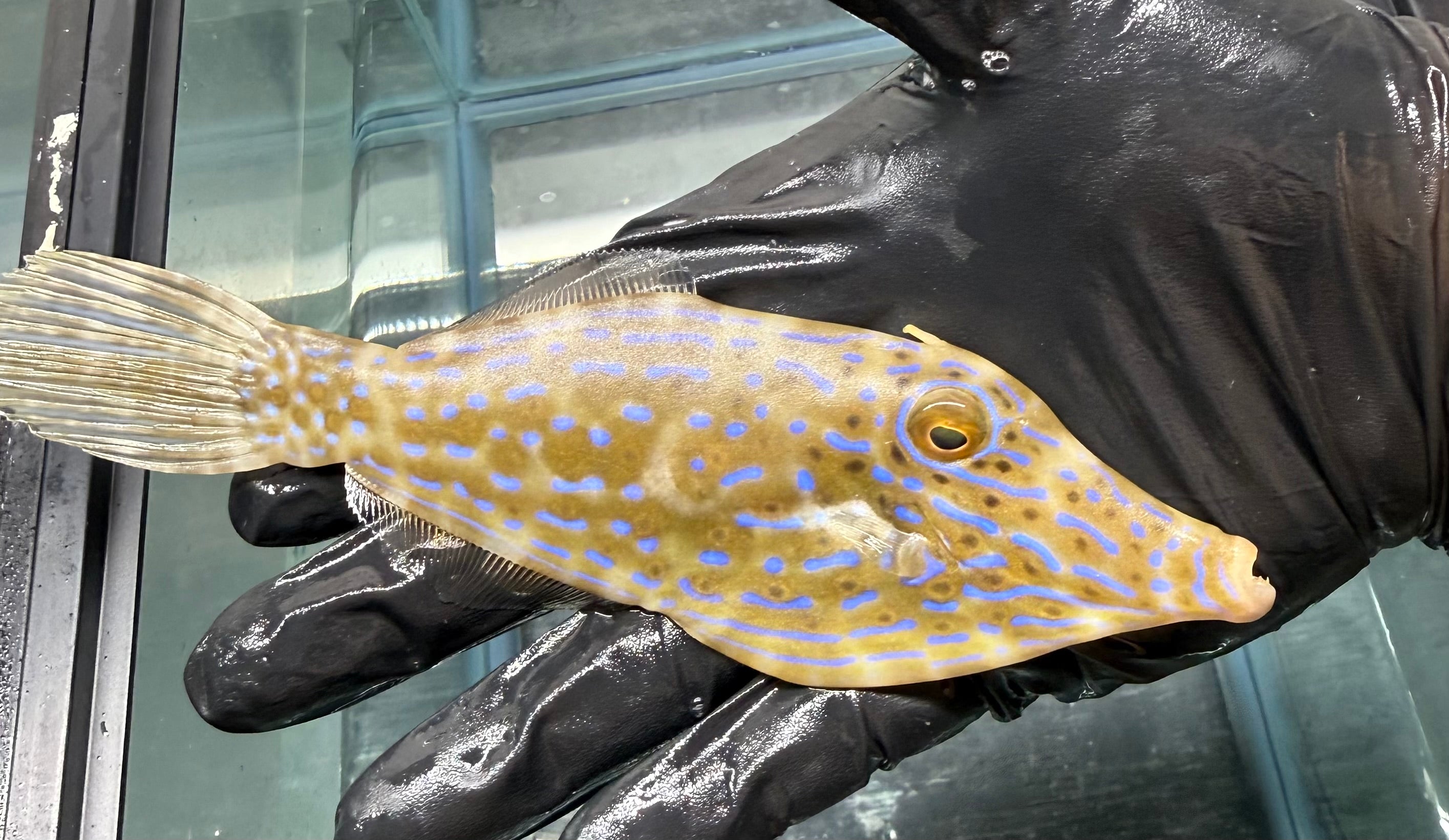 Blue Scrawled Filefish