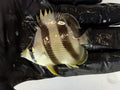 Banded Butterflyfish