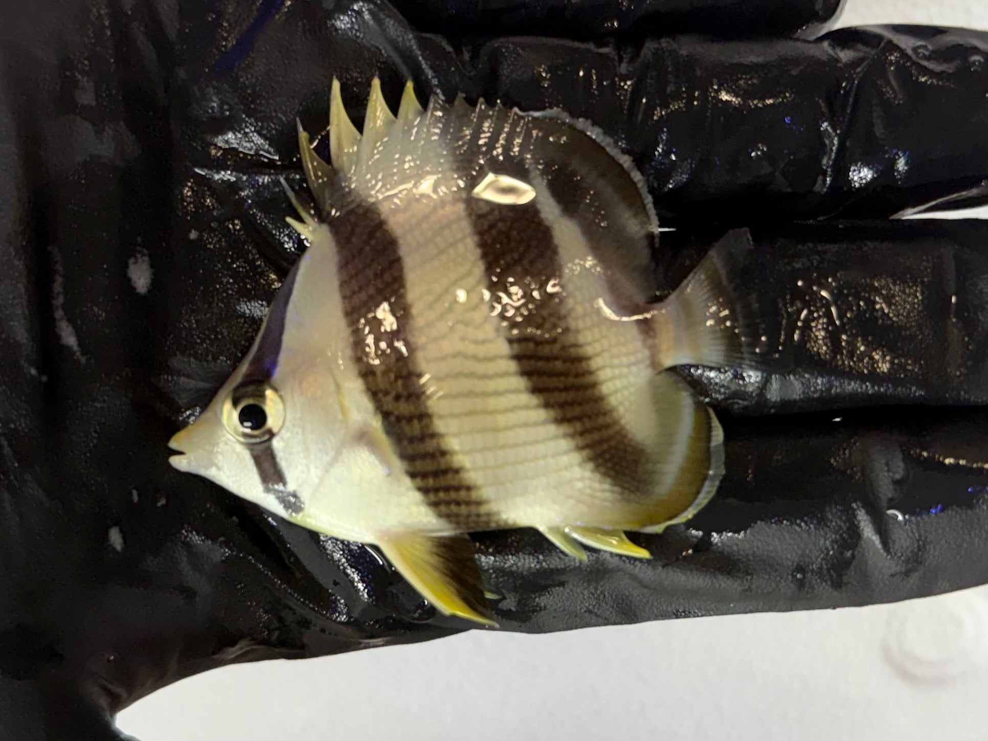 Banded Butterflyfish
