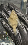 Flounder