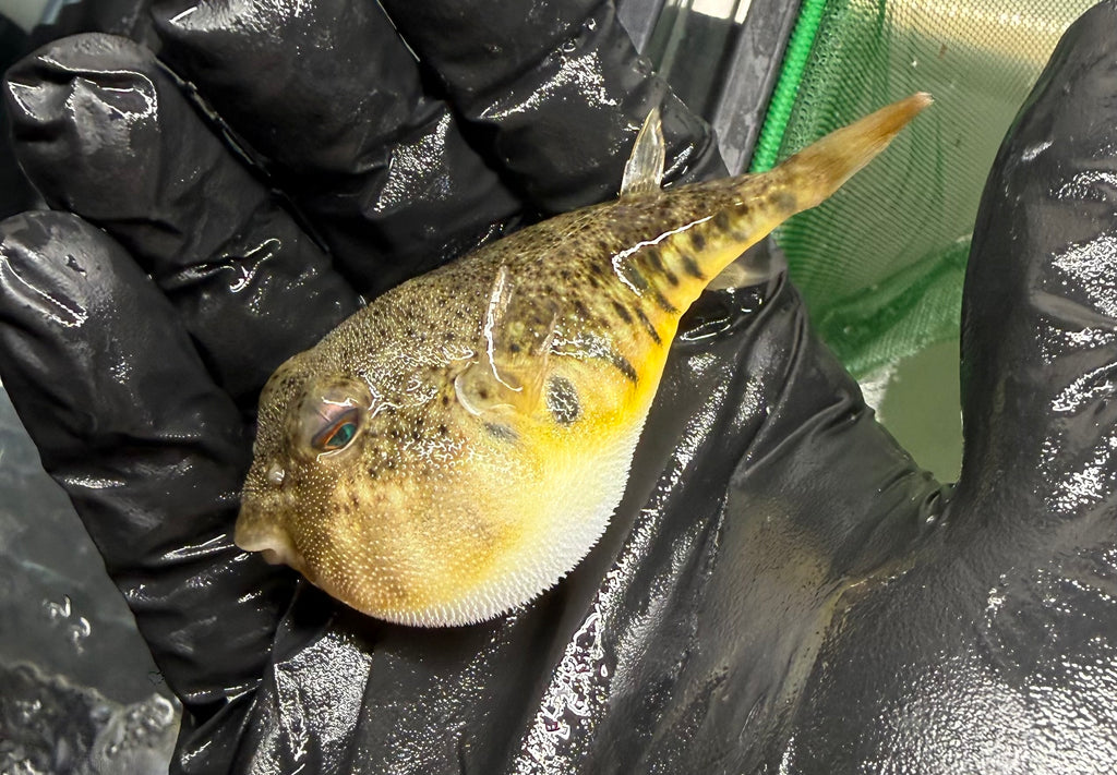 Northern puffer
