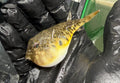 Northern puffer