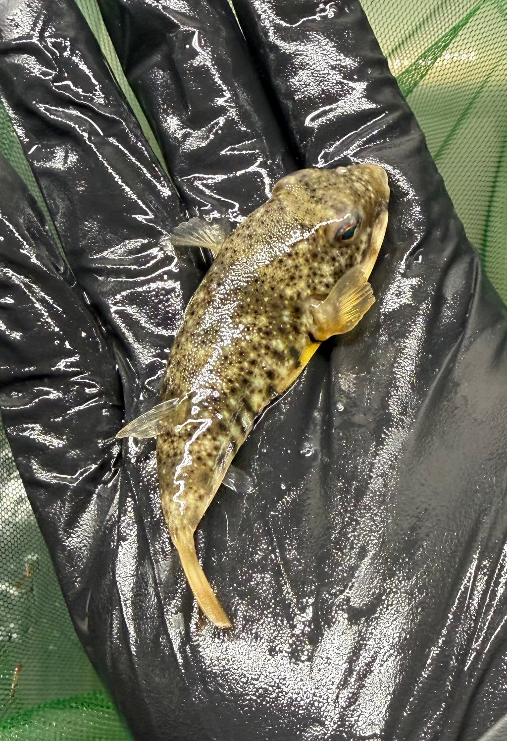 Northern puffer